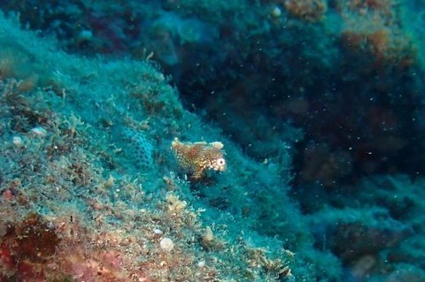 セジロノドグロベラ