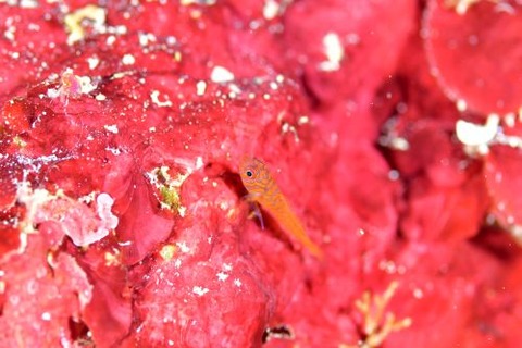 オキナワベニハゼ