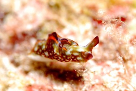 クシモトミドリガイ