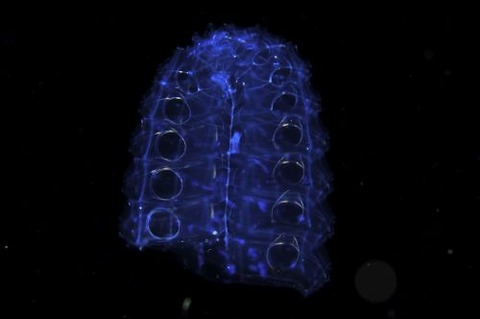 刺激的な水中生物