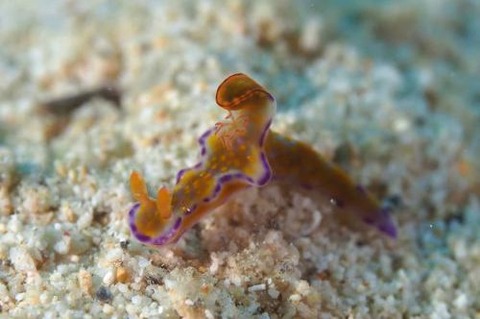 テヌウニシキウミウシ