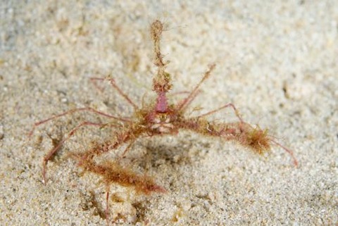 クビナガアケウス