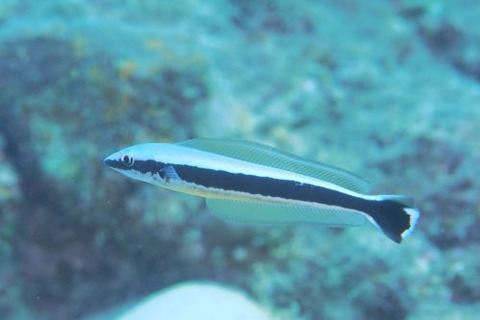 キツネアマダイ