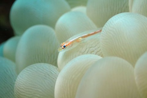 アカスジウミタケハゼ