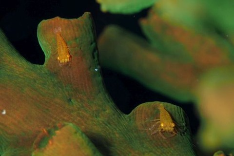 ポントニデス・マルディブエンシス