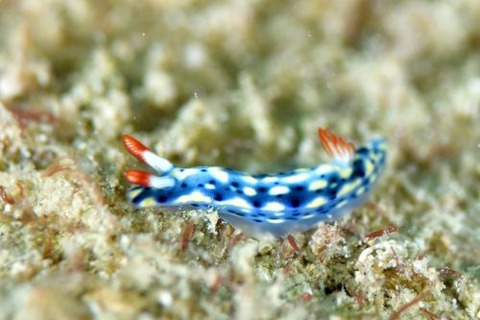 ホシゾラウミウシ