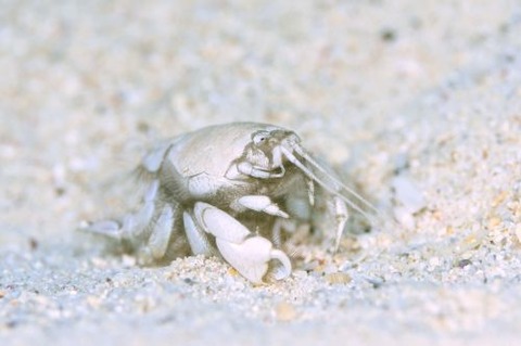 クダヒゲガニ科の1種