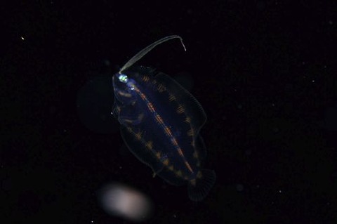 刺激的な水中生物