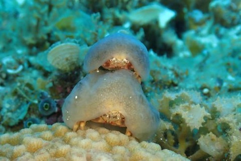カイカムリ科の1種