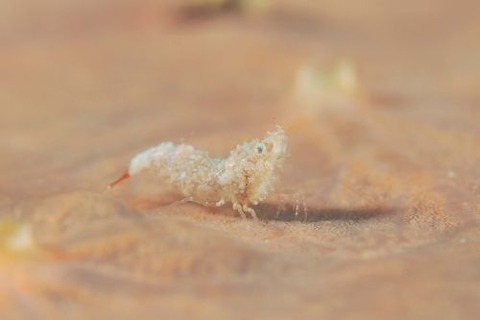 Thorella sp.