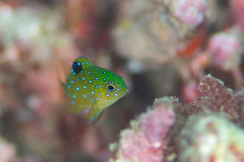 ルリホシスズメダイ