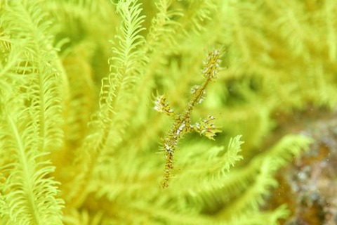 ニシキフウライウオ