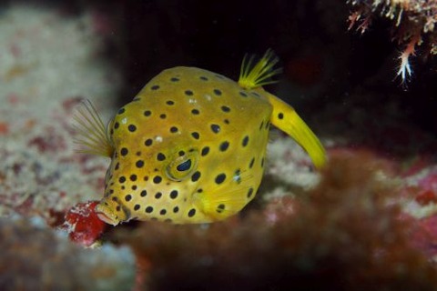 ミナミハコフグ