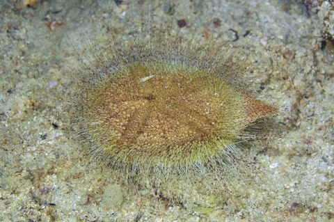 ウリザネブンブク