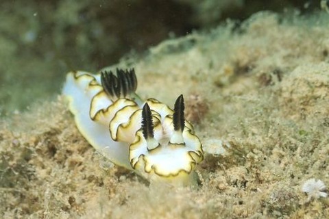 ナンセイキイロウミウシ