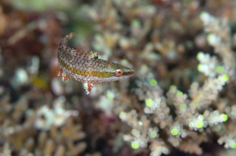 ヒトスジモチノウオ