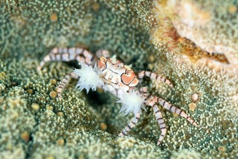 キンチャクガニ