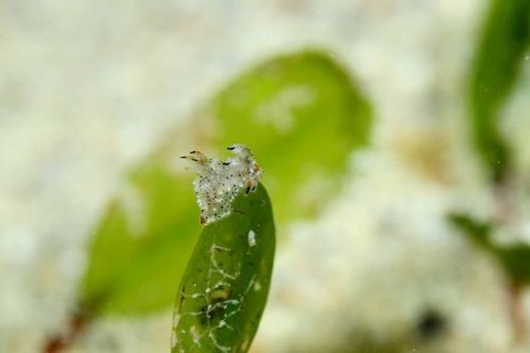 フジタウミウシ属の1種