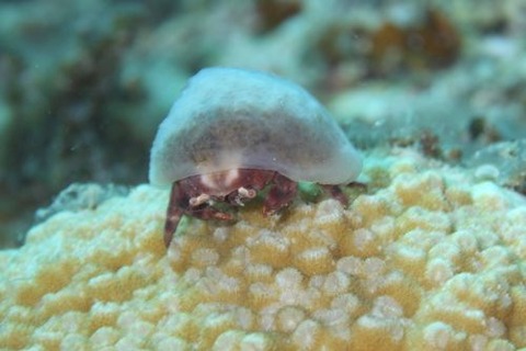 カイカムリ科の1種