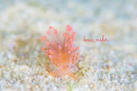 フウセンミノウミウシ