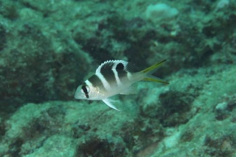 ヨコシマクロダイ