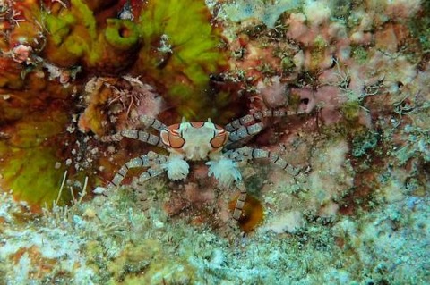 キンチャクガニ