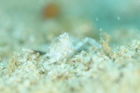 コブシガニ科の1種
