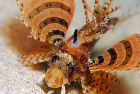 シマヒメヤマノカミ