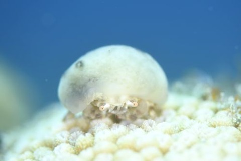 カイカムリ科の1種