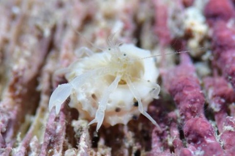 シラカワヤドカリ