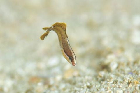 トゲタナバタウオ