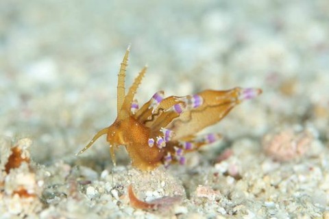 ウミウシ不明種