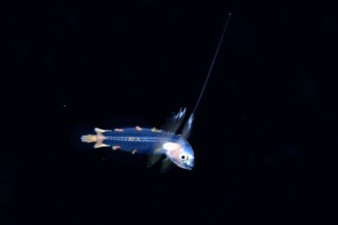 刺激的な水中生物