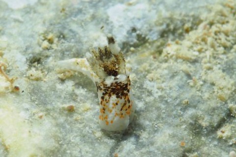 イバラウミウシ属の1種