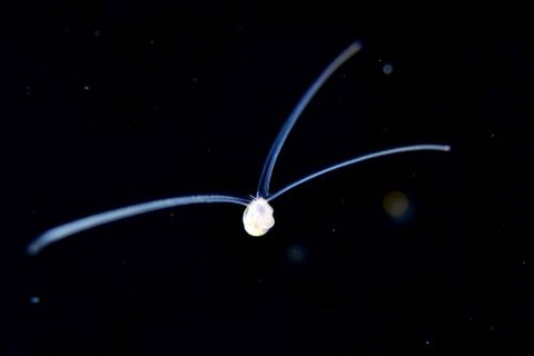 刺激的な水中生物