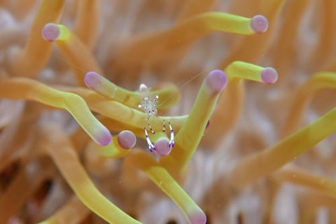 ニセアカホシカクレエビ