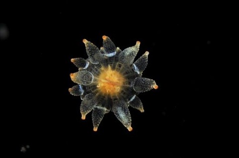 刺激的な水中生物