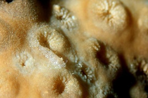 カクレモエビ属の1種