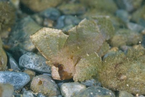 ツマジロオコゼ