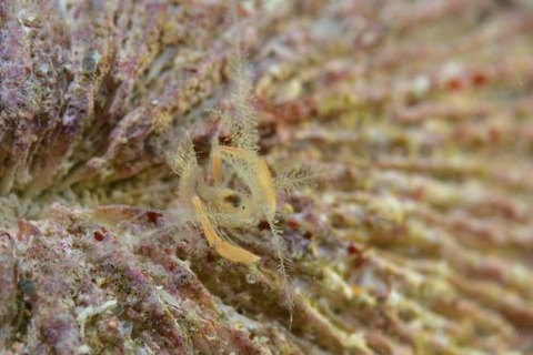 ミクロプロステマ・プルミコールネ