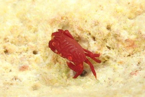 オウギガニ科の1種