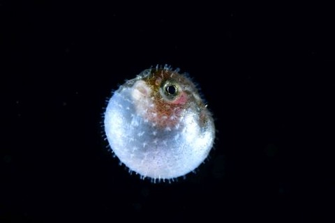 刺激的な水中生物