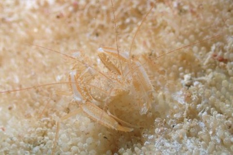 サンゴヒメエビ