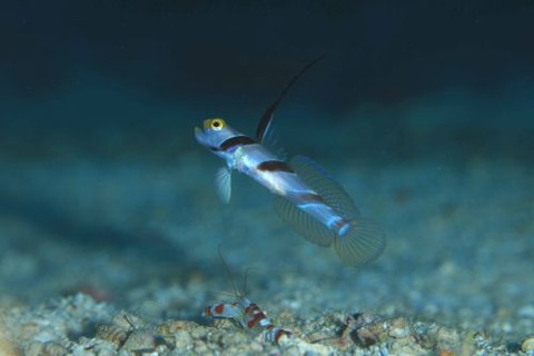 ヒレナガネジリンボウ