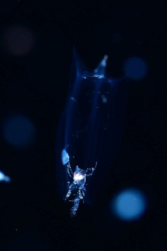 刺激的な水中生物