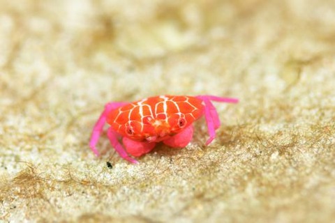 オウギガニ科の1種