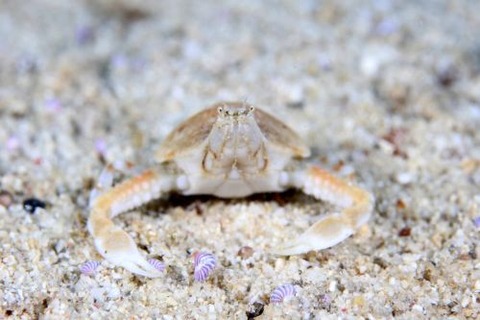 コブシガニ科の1種