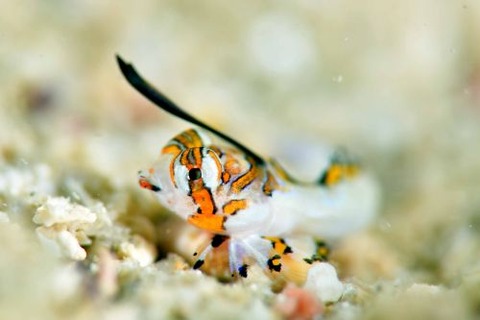 イッポンテグリ