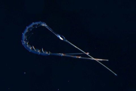刺激的な水中生物