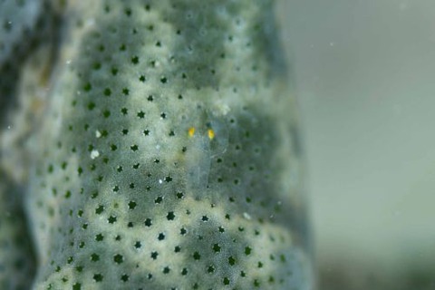 Periclimenaeus storchi